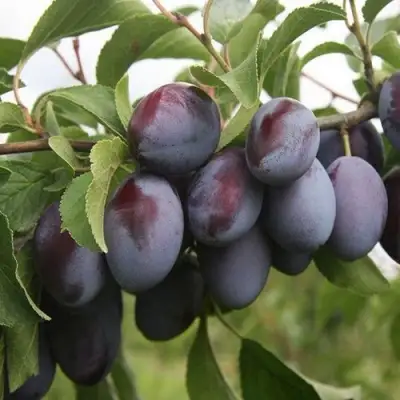 Слива РЕНКЛОД в Сморгони