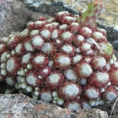 Молодило ГНАФАЛИУМ в Сморгони