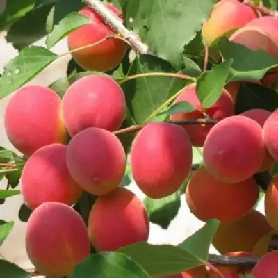 Абрикос РУБИН в Сморгони