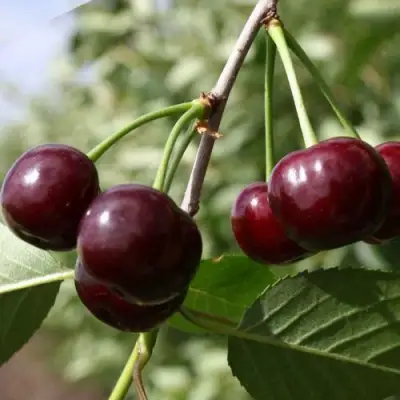 Вишня ЖАДАНА в Сморгони