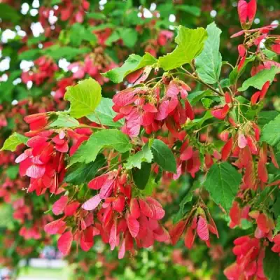 Клен татарский в Сморгони