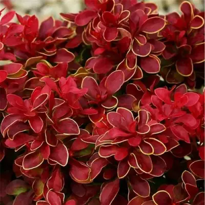 Барбарис РЕД ХОТ ЧИЛИ тунберга в Сморгони