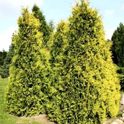 Туя САЛЛАНД западная в Сморгони