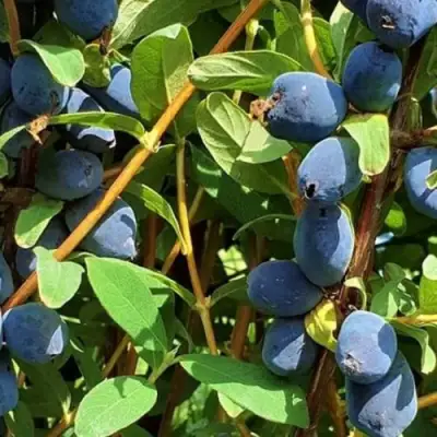 Жимолость съедобная КЛУБНИЧНАЯ СЕНСАЦИЯ в Сморгони