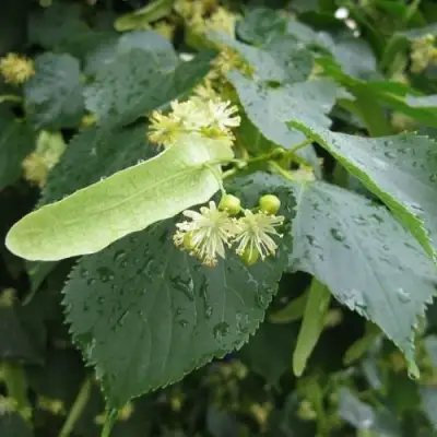 Липа мелколистная в Сморгони