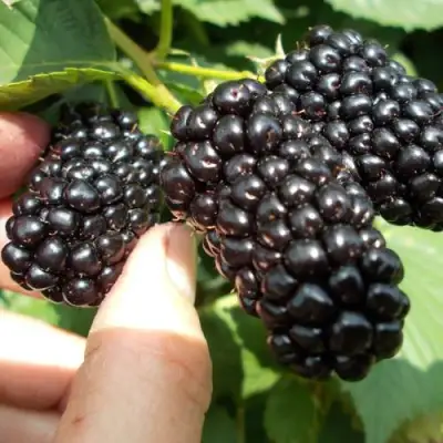 Ежевика НАТЧЕЗ бесшипная  в Сморгони