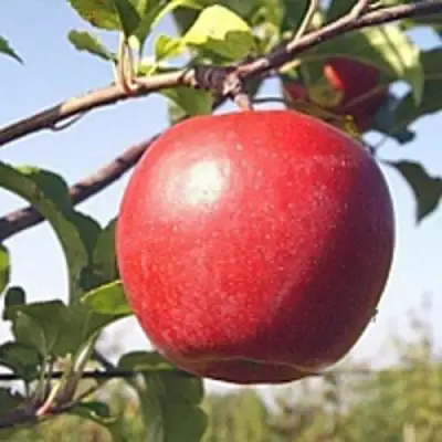 Яблоня ЛИГОЛ в Сморгони