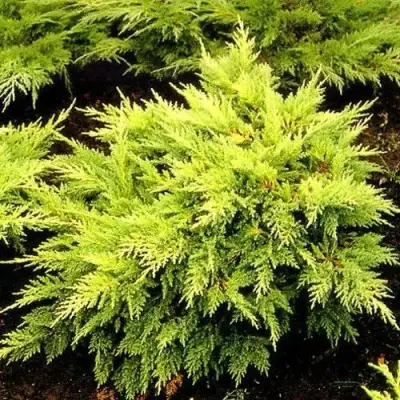 Можжевельник МОРДИГАН ГОЛД средний в Сморгони