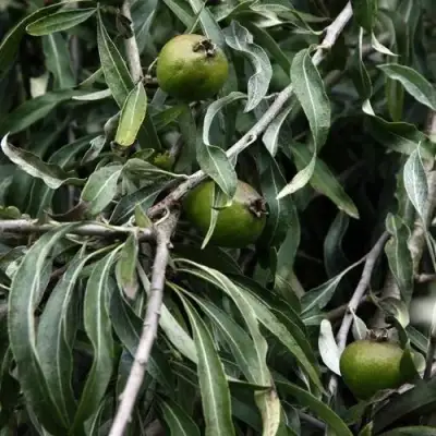 Груша ИВОЛИСТНАЯ в Сморгони