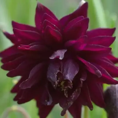 Аквилегия БАРЛОУ БОРДО обыкновенная в Сморгони