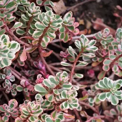 Очиток (седум) ТРИКОЛОР ложный в Сморгони