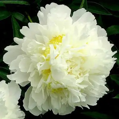 Пион ЗОЛОТОЙ ОРЕОЛ травянистый в Сморгони