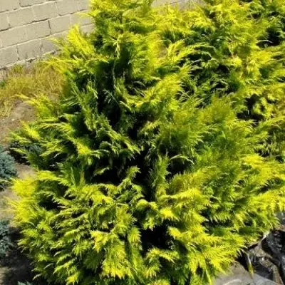 Кипарисовик ГОЛДЕН ВОНДЕР лавсона в Сморгони