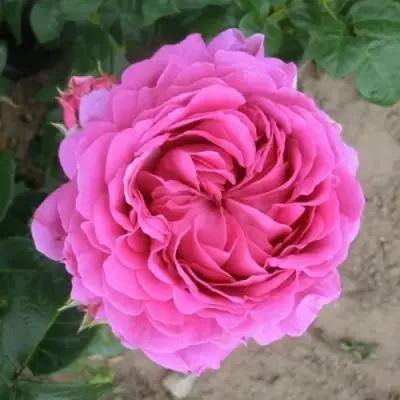 Роза АНУШКА чайно-гибридная в Сморгони