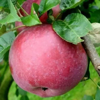 Яблоня ЕСЕНИЯ колонновидная в Сморгони