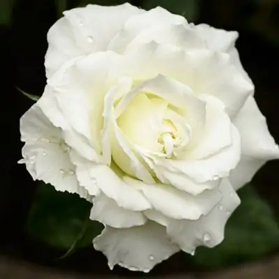 Роза МОНДИАЛЬ чайно-гибридная в Сморгони