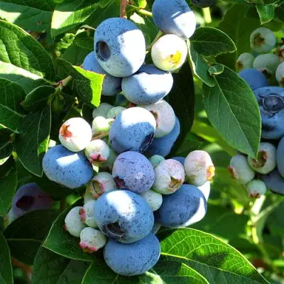 Голубика ВЕЙМУТ в Сморгони