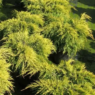 Можжевельник КИНГ ОФ СПРИНГ средний в Сморгони