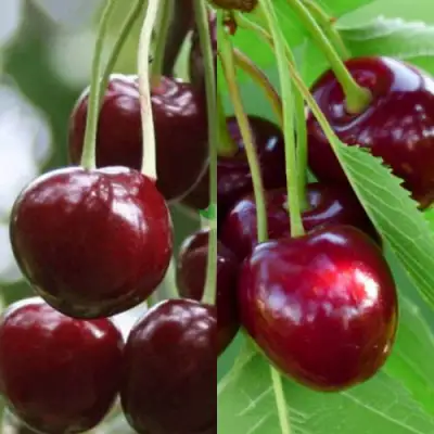 Комплект ВИШНЕВЫЙ ТАНДЕМ в Сморгони