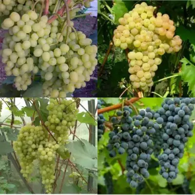 Комплект ВИНОГРАДНАЯ РАДУГА в Сморгони