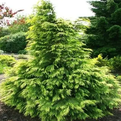 Кипарисовик САНКИСТ лавсона в Сморгони