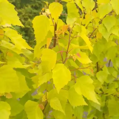 Берёза ГОЛДЕН ОБЕЛИСК повислая  в Сморгони