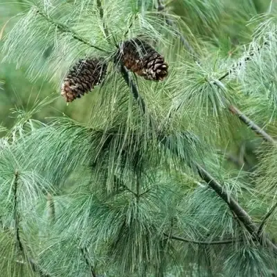 Сосна АРМАНДИ в Сморгони