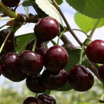 Дюк ИВАНОВНА в Сморгони