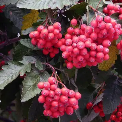 Рябина БОЯРЫШНИКОПЛОДНАЯ сладкоплодная в Сморгони