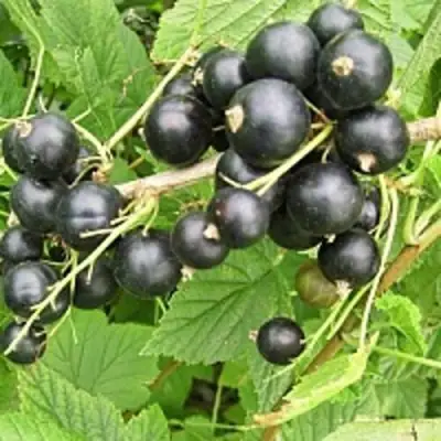 Смородина чёрная ЧЁРНЫЙ АИСТ в Сморгони