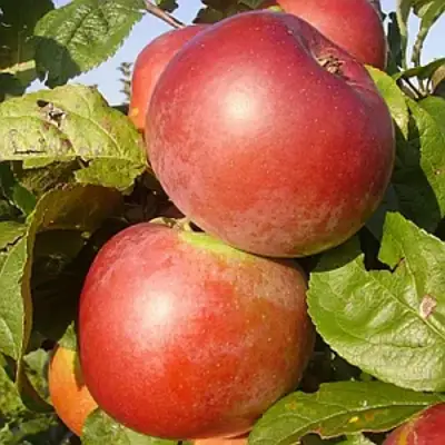 Яблоня АКСАМИТ в Сморгони