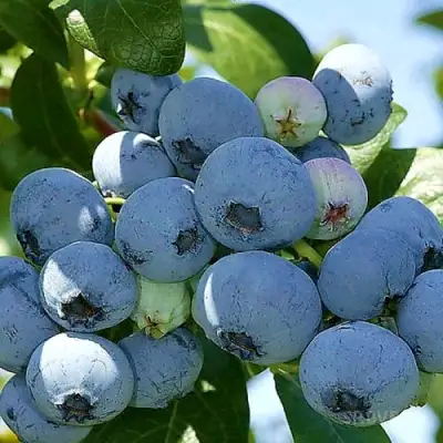 Голубика НУИ в Сморгони