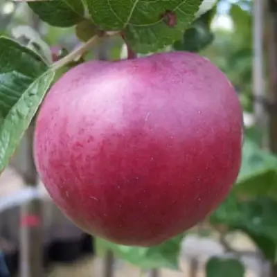 Яблоня НОРИС в Сморгони