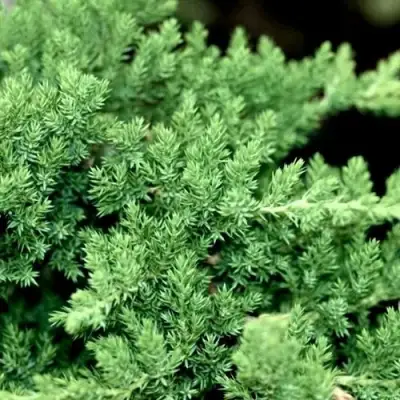 Можжевельник НАНА лежачий в Сморгони