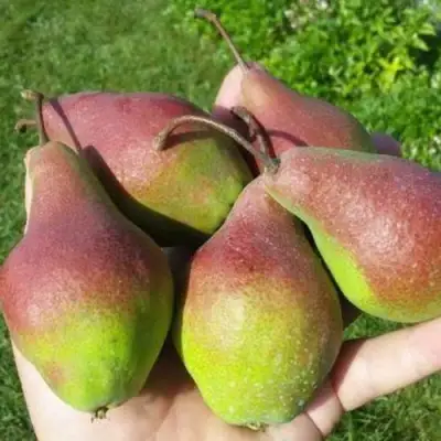 Груша ЯКОВЛЕВСКАЯ в Сморгони
