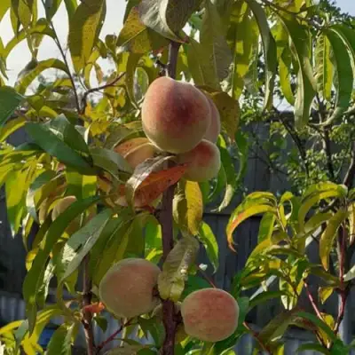 Персик ЕЛГАВСКИЙ в Сморгони