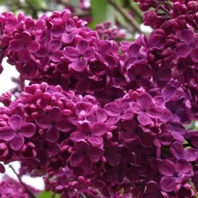 Сирень ЧАРЛЬЗ ДЖОЛИ в Сморгони