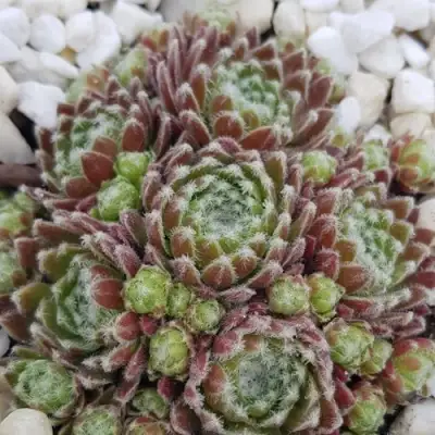 Молодило МОРКЕРС МЕРИТ в Сморгони