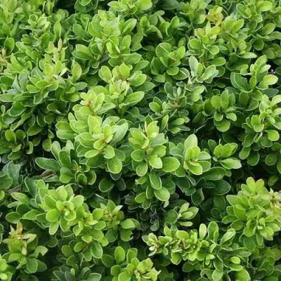 Барбарис КОБОЛЬД тунберга в Сморгони