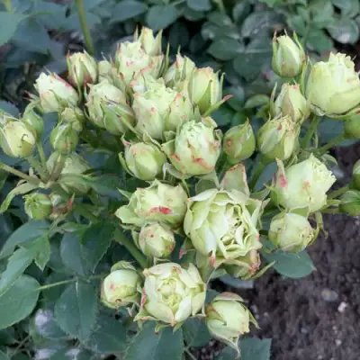 Роза ЛУВИАНА спрей в Сморгони