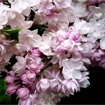 Сирень КРАСАВИЦА МОСКВЫ в Сморгони