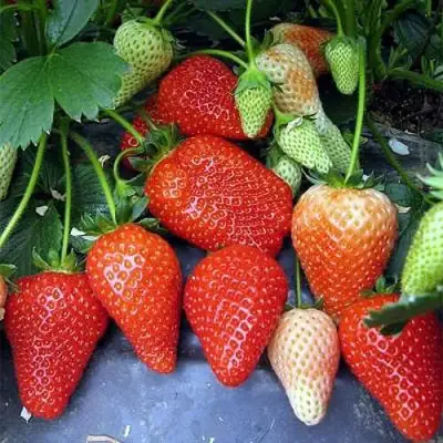 Клубника РОКСАНА в Сморгони