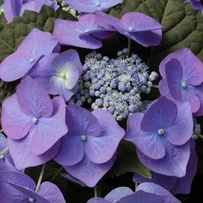 Гортензия БЛАУМАЙС (БЛАУМАЙЗЕ) крупнолистная в Сморгони