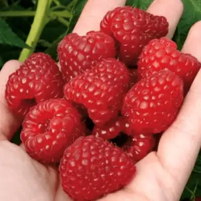 Малина РУБИФОЛ в Сморгони