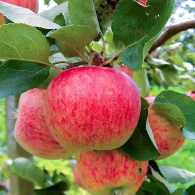 Яблоня ПИРОС в Сморгони