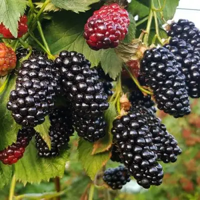 Ежевика НАТЧЕЗ бесшипная  в Сморгони