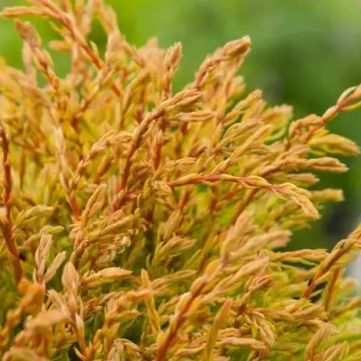 Туя ГОЛДЕН ТАФФЕТ западная в Сморгони