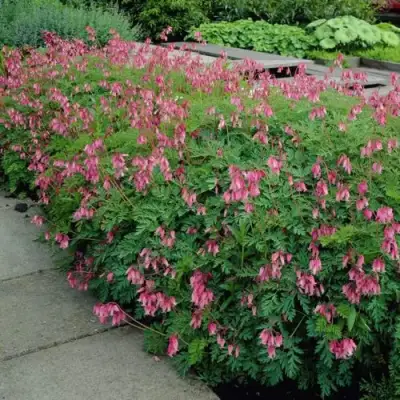 Дицентра изящная в Сморгони