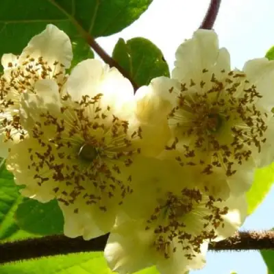 Актинидия АТЛАС (МУЖСКОЙ) киви в Сморгони