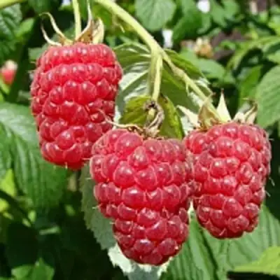 Малиновое дерево ТАРУСА в Сморгони